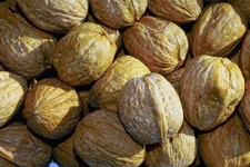 Ceviz Çeşitleri Nelerdir? Ceviz Çeşitleri Nelerdir?