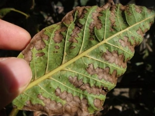Ceviz Hastalıkları Belirtileri ve Tedavisi Ceviz Hastalıkları Belirtileri ve Tedavisi