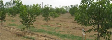 Chandler Ceviz Bakımı Nasıl Olmalıdır? Chandler Ceviz Bakımı Nasıl Olmalıdır?